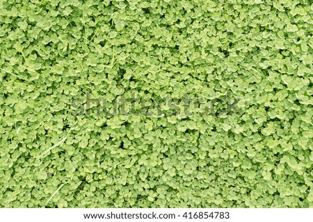 shamrock leaf green background