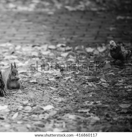 Squirrel eating nut and dove. Black-and-white picture