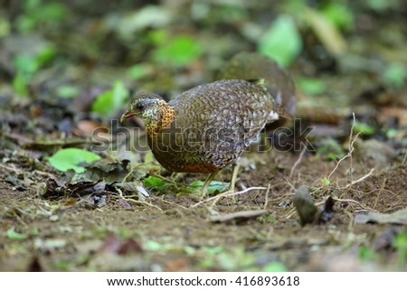 Green-legged Partridge or Scaly-breasted Partridge (Arborophila chloropus) in South Thailand