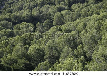 Forest. Beautiful mountain forest landscape, Dramatic forest.