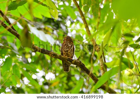 Brown Hawk-owl, Brown BooBook ( Ninox scutulata ) bird in the forest
