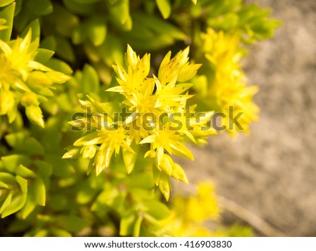 Yellow sedum flowers are beautiful,,