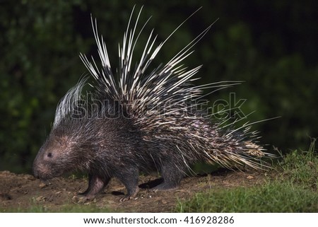 Malayan porcupine(Hystrix brachyura) in nature