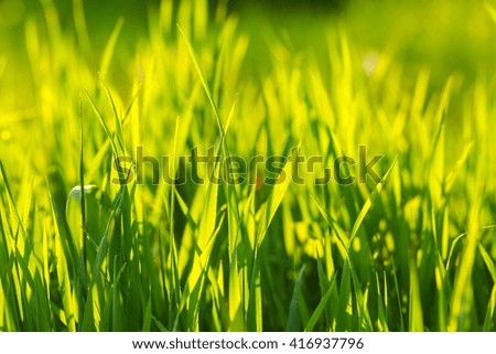 Beautiful green grass background. Springtime green grass in warm sunlight