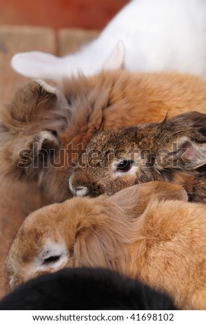group of rabbit