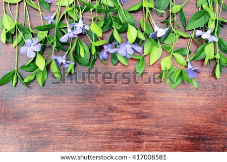 Colorful blue flowers periwinkle on vintage dark wooden background 