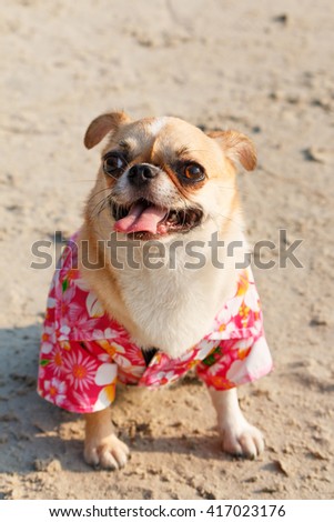 Chihuahua dog wear pink flower shirt sit on the beach.