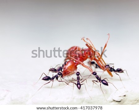 Black ant and Red Ant        