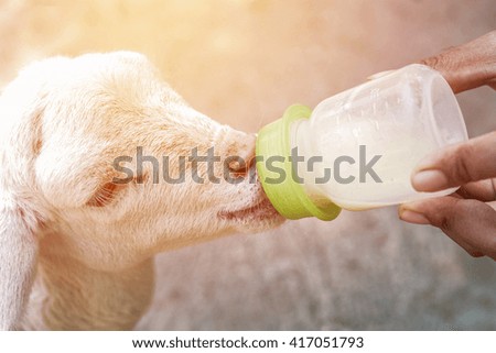 Human feeding lamb.color styled tone