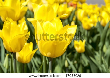 An Amazing yellow tulips - yellow background