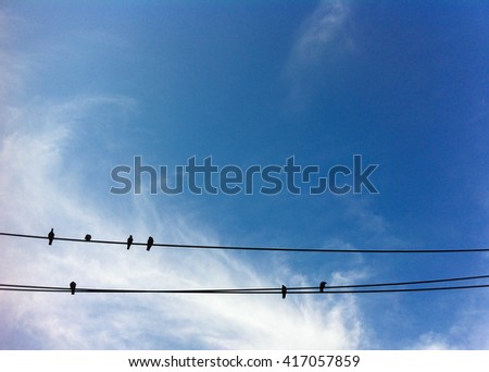 Birds on a wire with blue sky background.