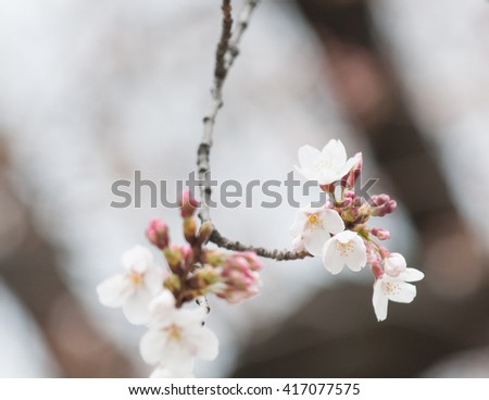 Branch of flower reach into the air on middle side with quite dark background