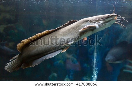catfish fish in the aquarium