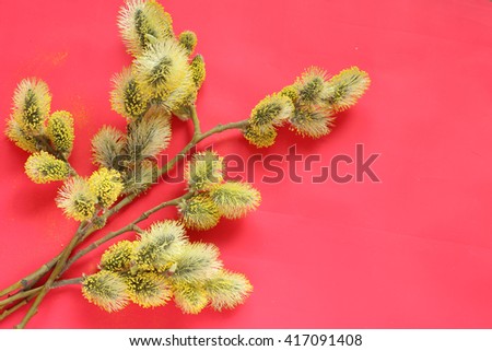 willow branches on pink background 