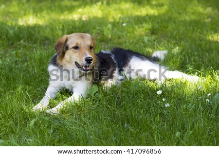 Mix breed dog laying in the grass