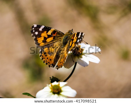 Painted Lady butterfly resting on a flower