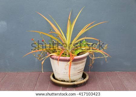Concrete potted for flower and plant in a farm