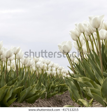 square picture of white tulips in dutch garden with very light sky in the background