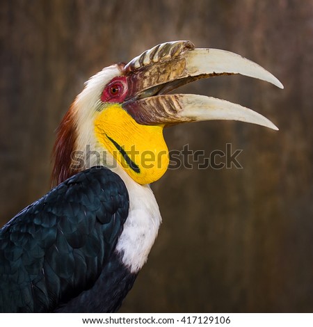 Male Bar-pouched Wreathed Hornbill

