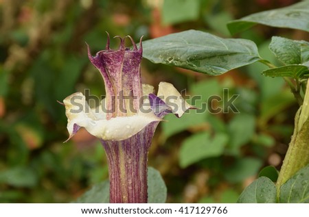 Soft blurred and soft focus of Thorn Apple  flower.(Datura fastuosaL., Solanaceae ).