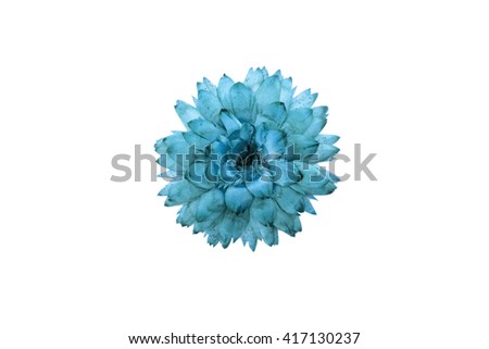 Isolated dried flower
