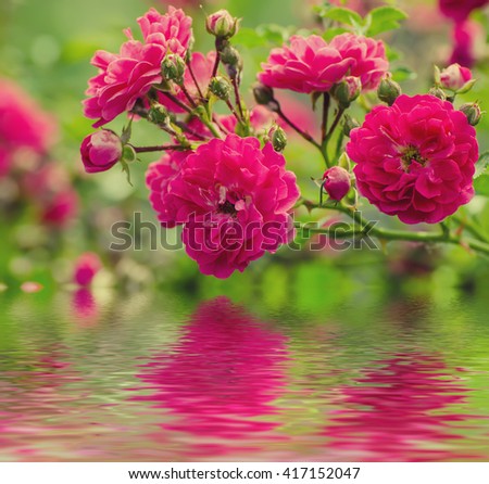 Garden with fresh red roses, floral natural   background with water reflection 
