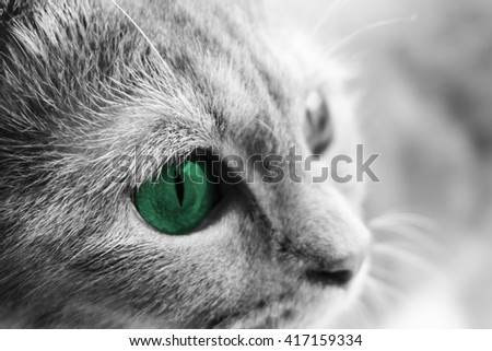 Close up of beautiful adult Scottish fold cat's face with green eye