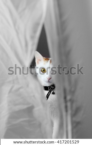 A Cat looking from inside of a lightbox