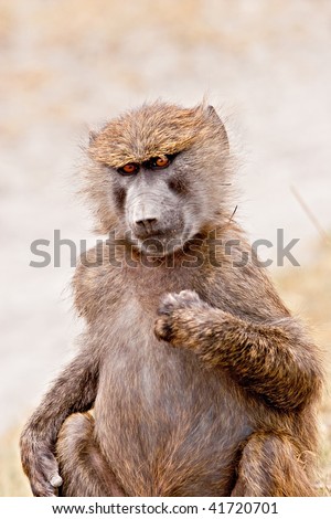 A young baboon