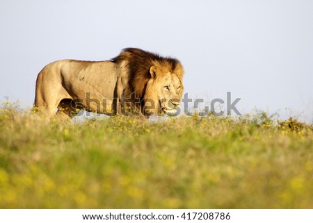 A big male lion walks past our vehicle while on safari in Africa. He was hunting.