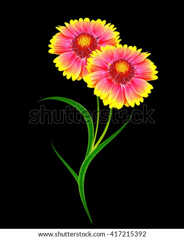 Bouquet of colorful flowers of Gaillardia. delicate flowers isolated on black background