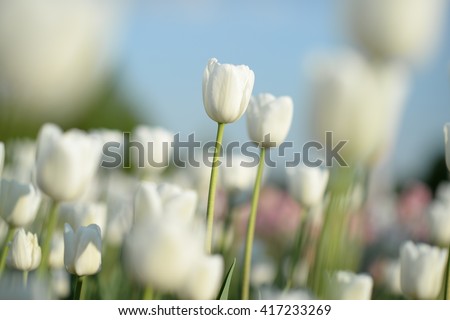 Nice flower background. Closeup view of amazing, white blooming tulips in garden. 