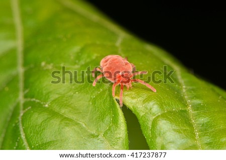 red velvet mite  (Trombicula autumnalis) Royalty-Free Stock Photo #417237877