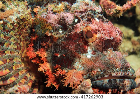 Close-up of a Bearded Scorpionfish (Scorpaenopsis Barbata). Mansuar, Raja Ampat, Indonesia 