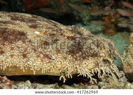 Close-up of a Tasselled Wobbegong (Eucrossorhinus Dasypogon). Dampier Strait, Raja Ampat, Indonesia