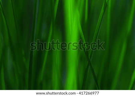 Grass in abstract view, green vivid colors. Great for background.
