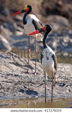  saddle-billed stork, ephippiorhynchus senegalensis