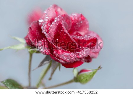 Close up view of single rose flower with water drops