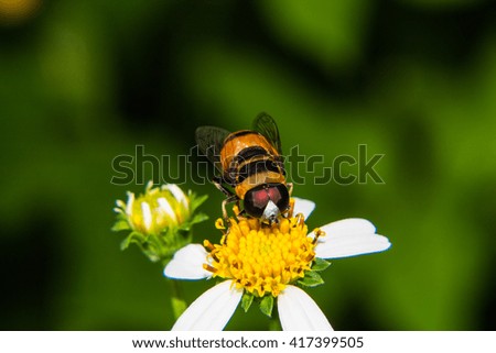Macro of Bee on flower