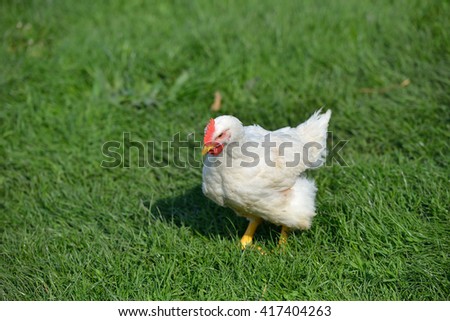 Picture of a white feathers chicken standing in a green grass. Life at the farm. Lights and shadows in a sunny summer day. Selective focus