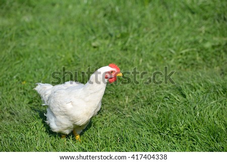 Picture of a white feathers chicken standing in a green grass. Life at the farm. Lights and shadows in a sunny summer day. Selective focus