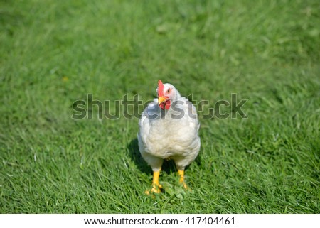 Picture of a white feathers chicken standing in a green grass and looking at the camera. Life at the farm. Lights and shadows in a sunny summer day. Selective focus