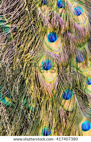 colorful background texture of peacock feathers bird