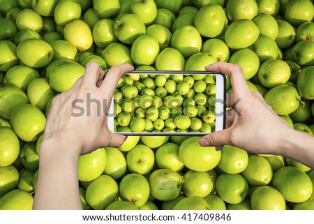Girl taking pictures on mobile smart phone snap a Indian jujube, Chinese date, monkey apple, green balls pile in daylight