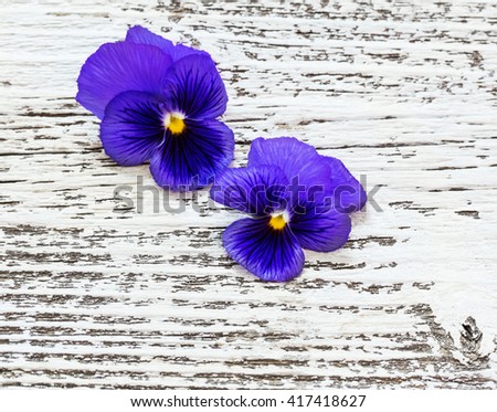 violet flowers on old wooden background