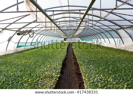 Young plants growing in a very large plant nursery, greenhouse