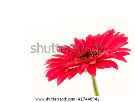 Purple gerbera isolated on white background / beautiful red gerbera flower isolated on white background