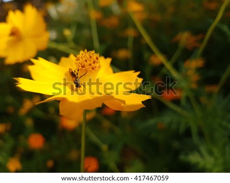 Yellow Cosmos flowers with bee
