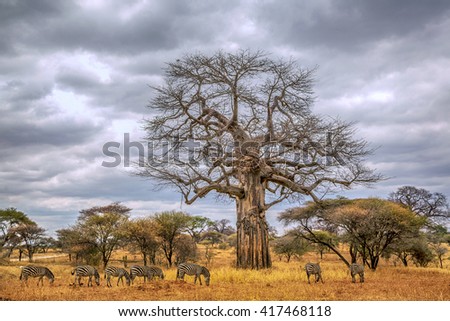 Nice HDR image of few zebras playing the fields of Tarangire National Park in northern Tanzania, Africa. Royalty-Free Stock Photo #417468118