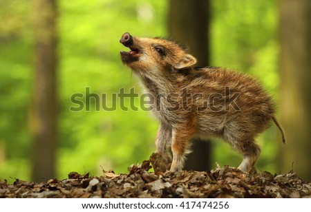 Baby wild boar calling Royalty-Free Stock Photo #417474256